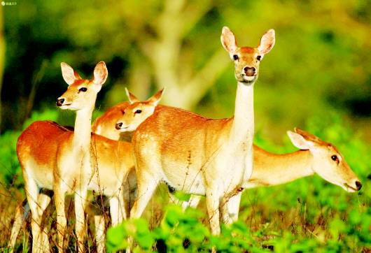 京版“禁野令”6月1日起施行，猎捕滥食野生动物最高可处20倍罚款